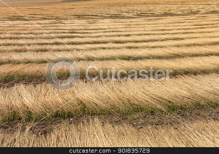 To use this stock image in your creative project, please select the size you need over to the right and click the "Add to Cart" button.
Your downloaded image will come with the Cutcaster watermark removed so don’t worry about the watermark you see on this page. fields of flax harvested drawing lines on the floor stock photo, fields of flax harvested drawing lines on the floor by Chretien