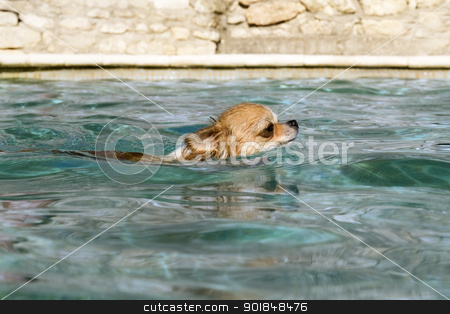 To use this stock image in your creative project, please select the size you need over to the right and click the "Add to Cart" button.
Your downloaded image will come with the Cutcaster watermark removed so don’t worry about the watermark you see on this page. chihuahua in the water stock photo, portrait of a cute purebred chihuahua in the swimming pool by Bonzami Emmanuelle