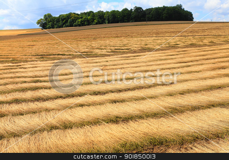 To use this stock image in your creative project, please select the size you need over to the right and click the "Add to Cart" button.
Your downloaded image will come with the Cutcaster watermark removed so don’t worry about the watermark you see on this page. fields of flax harvested drawing lines on the floor stock photo, fields of flax harvested drawing lines on the floor by Chretien