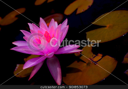To use this stock image in your creative project, please select the size you need over to the right and click the "Add to Cart" button.
Your downloaded image will come with the Cutcaster watermark removed so don’t worry about the watermark you see on this page. Lilly stock photo, A beautiful bright pink lilly surrounded by lilly pads. by Cassidy