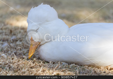To use this stock image in your creative project, please select the size you need over to the right and click the "Add to Cart" button.
Your downloaded image will come with the Cutcaster watermark removed so don’t worry about the watermark you see on this page. Sleepy duck stock photo, A beautiful little sleepy duck of the anatidae family by derejeb