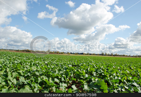 To use this stock image in your creative project, please select the size you need over to the right and click the "Add to Cart" button.
Your downloaded image will come with the Cutcaster watermark removed so don’t worry about the watermark you see on this page. Rape rapeseed agriculture field in autumn clouds stock photo, Rape rapeseed agriculture field in autumn and sky with cumulus clouds. by sauletas