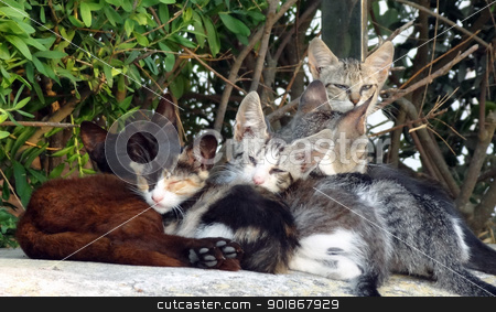 To use this stock image in your creative project, please select the size you need over to the right and click the "Add to Cart" button.
Your downloaded image will come with the Cutcaster watermark removed so don’t worry about the watermark you see on this page. Relaxing cats stock photo, Family of small cats or kittens relaxing in the sun by Michael Travers