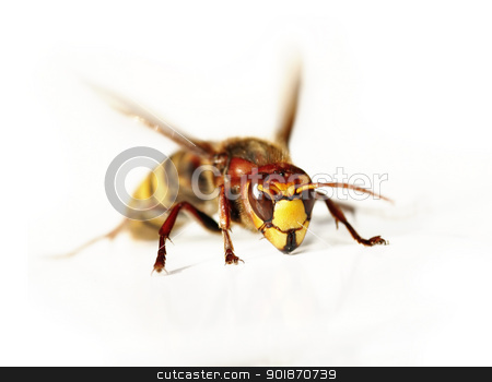 To use this stock image in your creative project, please select the size you need over to the right and click the "Add to Cart" button.
Your downloaded image will come with the Cutcaster watermark removed so don’t worry about the watermark you see on this page. giant hornet stock photo, Close-up (macro) of the giant hornet by Siloto