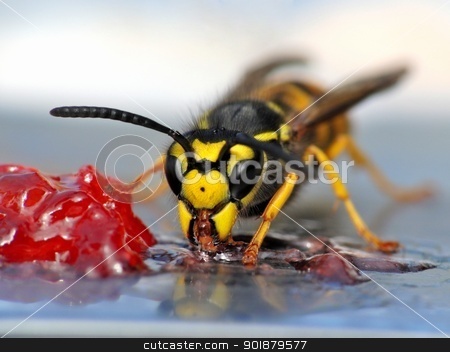 To use this stock image in your creative project, please select the size you need over to the right and click the "Add to Cart" button.
Your downloaded image will come with the Cutcaster watermark removed so don’t worry about the watermark you see on this page. Wasp eating jelly stock photo, A close-up of a wasp eating jelly. by Volker Pape
