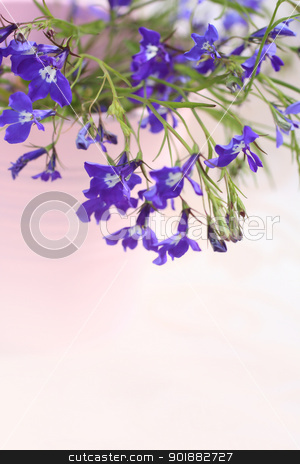To use this stock image in your creative project, please select the size you need over to the right and click the "Add to Cart" button.
Your downloaded image will come with the Cutcaster watermark removed so don’t worry about the watermark you see on this page. Blue lobelia blooming flowers in the pink vase background stock photo, Blue lobelia blooming flowers in the pink vase background by Juliet Photography