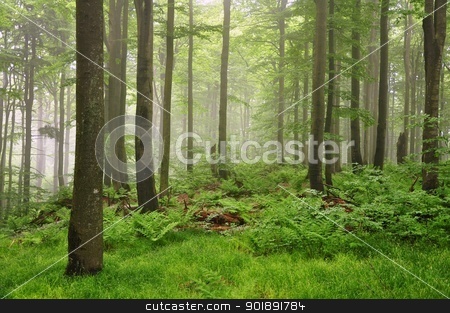 To use this stock image in your creative project, please select the size you need over to the right and click the "Add to Cart" button.
Your downloaded image will come with the Cutcaster watermark removed so don’t worry about the watermark you see on this page. Fog in the forest stock photo, Fog in the spring green forest after the rain by Ondrej Vladyka