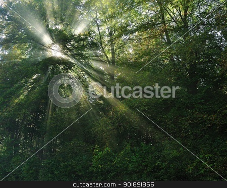 To use this stock image in your creative project, please select the size you need over to the right and click the "Add to Cart" button.
Your downloaded image will come with the Cutcaster watermark removed so don’t worry about the watermark you see on this page. Sun rays in forest stock photo, Sun rays in morning fog in the forest by Ondrej Vladyka