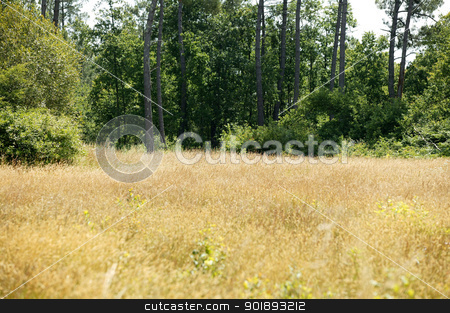 To use this stock image in your creative project, please select the size you need over to the right and click the "Add to Cart" button.
Your downloaded image will come with the Cutcaster watermark removed so don’t worry about the watermark you see on this page. Secluded field stock photo, Secluded field by photography33