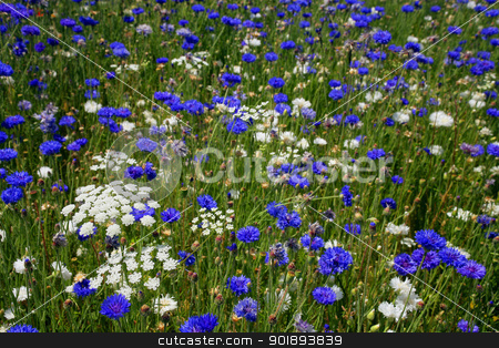 To use this stock image in your creative project, please select the size you need over to the right and click the "Add to Cart" button.
Your downloaded image will come with the Cutcaster watermark removed so don’t worry about the watermark you see on this page. Blue and white flowers in a field stock photo, Blue and white flowers in a field by photography33