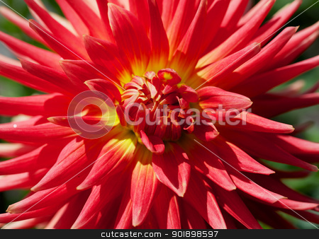 To use this stock image in your creative project, please select the size you need over to the right and click the "Add to Cart" button.
Your downloaded image will come with the Cutcaster watermark removed so don’t worry about the watermark you see on this page. Yellow and Red Dahlia stock photo, Close up of a Yellow and Red Dahlia with green background by bobkeenan