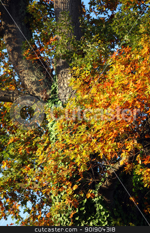 To use this stock image in your creative project, please select the size you need over to the right and click the "Add to Cart" button.
Your downloaded image will come with the Cutcaster watermark removed so don’t worry about the watermark you see on this page. Tree stock photo, Tree by photography33