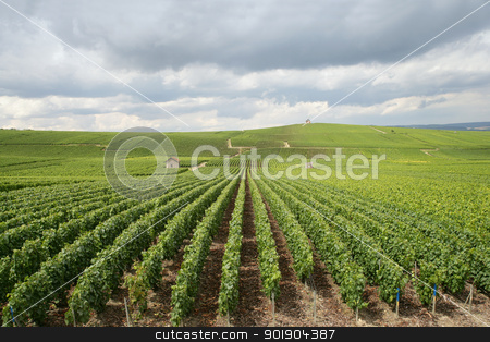 To use this stock image in your creative project, please select the size you need over to the right and click the "Add to Cart" button.
Your downloaded image will come with the Cutcaster watermark removed so don’t worry about the watermark you see on this page. Vast vineyard stock photo, Vast vineyard by photography33