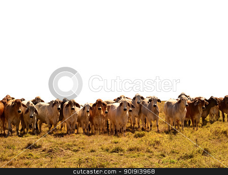 To use this stock image in your creative project, please select the size you need over to the right and click the "Add to Cart" button.
Your downloaded image will come with the Cutcaster watermark removed so don’t worry about the watermark you see on this page. Beef Cattle Herd of brahman cows isolated background stock photo, Australian Beef Cattle Herd of brown and grey brahman cows isolated against white background by sherjaca