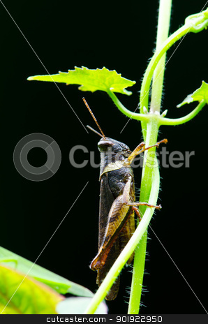 To use this stock image in your creative project, please select the size you need over to the right and click the "Add to Cart" button.
Your downloaded image will come with the Cutcaster watermark removed so don’t worry about the watermark you see on this page. Grasshopper on the leaf. stock photo, Closeup view of the grasshopper on the leaf. by chatchai