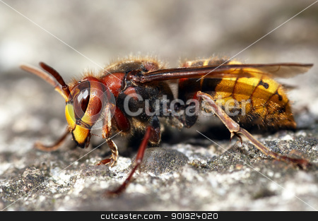 To use this stock image in your creative project, please select the size you need over to the right and click the "Add to Cart" button.
Your downloaded image will come with the Cutcaster watermark removed so don’t worry about the watermark you see on this page. giant hornet stock photo, Close-up (macro) of the giant hornet by Siloto