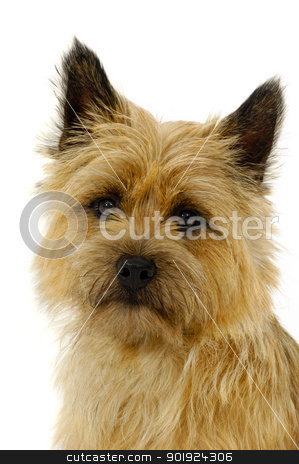 To use this stock image in your creative project, please select the size you need over to the right and click the "Add to Cart" button.
Your downloaded image will come with the Cutcaster watermark removed so don’t worry about the watermark you see on this page. Dog face stock photo, Sweet Sad dog face on a white background by Lars Christensen