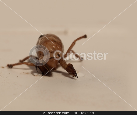 To use this stock image in your creative project, please select the size you need over to the right and click the "Add to Cart" button.
Your downloaded image will come with the Cutcaster watermark removed so don’t worry about the watermark you see on this page. Christmas beetle larvae Scarabaeidae Anoplognathus metamorphism stock photo, ustralian Christmas beetle larvae Scarabaeidae Anoplognathus metamorphisis by sherjaca