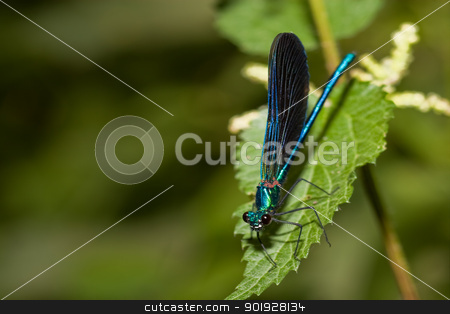 To use this stock image in your creative project, please select the size you need over to the right and click the "Add to Cart" button.
Your downloaded image will come with the Cutcaster watermark removed so don’t worry about the watermark you see on this page. Dragonfly, Canyon of the river wolves, Soria, Spain stock photo, Dragonfly, Canyon of the river wolves, Soria, Spain by B.F.