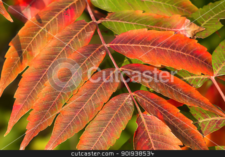 To use this stock image in your creative project, please select the size you need over to the right and click the "Add to Cart" button.
Your downloaded image will come with the Cutcaster watermark removed so don’t worry about the watermark you see on this page. Crimson Red Sumac in Autumn stock photo, Leaves of the Sumac Shrub Turns Crimson Red in Autumn by Ken Wolter