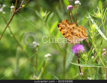 To use this stock image in your creative project, please select the size you need over to the right and click the "Add to Cart" button.
Your downloaded image will come with the Cutcaster watermark removed so don’t worry about the watermark you see on this page. butterfly on pink flower on green leaf stock photo, butterfly on pink flower on green leaf by aarrows