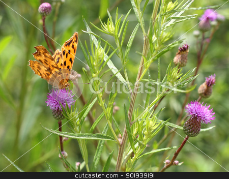 To use this stock image in your creative project, please select the size you need over to the right and click the "Add to Cart" button.
Your downloaded image will come with the Cutcaster watermark removed so don’t worry about the watermark you see on this page. butterfly on pink flower on green leaf stock photo, butterfly on pink flower on green leaf by aarrows