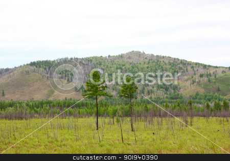 To use this stock image in your creative project, please select the size you need over to the right and click the "Add to Cart" button.
Your downloaded image will come with the Cutcaster watermark removed so don’t worry about the watermark you see on this page. beautiful green mountain landscape stock photo, beautiful green mountain landscape by aarrows