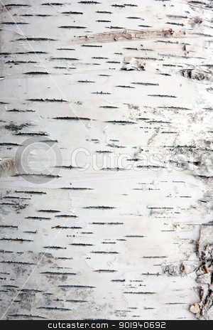 To use this stock image in your creative project, please select the size you need over to the right and click the "Add to Cart" button.
Your downloaded image will come with the Cutcaster watermark removed so don’t worry about the watermark you see on this page. bark of birch in the cracks texture stock photo, bark of birch in the cracks texture by aarrows