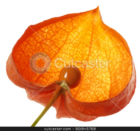 To use this stock image in your creative project, please select the size you need over to the right and click the "Add to Cart" button.
Your downloaded image will come with the Cutcaster watermark removed so don’t worry about the watermark you see on this page. halved chinese lantern stock photo, halved red bladder cherry in white back by prill