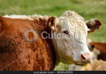 To use this stock image in your creative project, please select the size you need over to the right and click the "Add to Cart" button.
Your downloaded image will come with the Cutcaster watermark removed so don’t worry about the watermark you see on this page. Happy Cow stock photo, A cow looks around. by Volker Pape