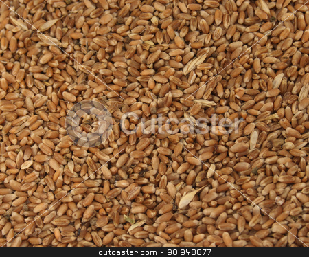 To use this stock image in your creative project, please select the size you need over to the right and click the "Add to Cart" button.
Your downloaded image will come with the Cutcaster watermark removed so don’t worry about the watermark you see on this page. grain stock photo, Grain of wheat
by Oleksandr Pakhay