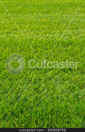 green grass texture