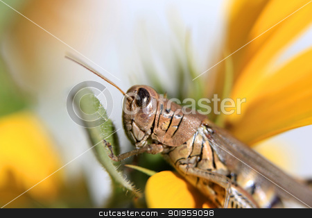 To use this stock image in your creative project, please select the size you need over to the right and click the "Add to Cart" button.
Your downloaded image will come with the Cutcaster watermark removed so don’t worry about the watermark you see on this page. Grasshopper on a flower stock photo, Macro shot of Grasshopper on a flower by Sreedhar Yedlapati