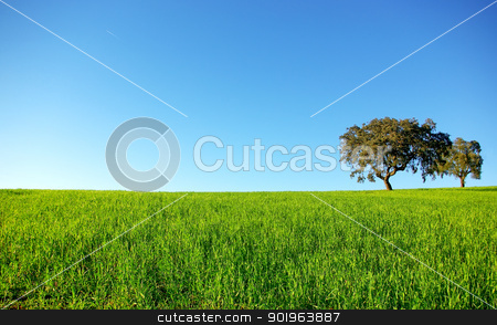 To use this stock image in your creative project, please select the size you need over to the right and click the "Add to Cart" button.
Your downloaded image will come with the Cutcaster watermark removed so don’t worry about the watermark you see on this page. Oak trees in a wheat field. stock photo, Oak trees in a wheat field at Portugal. by Inacio Pires