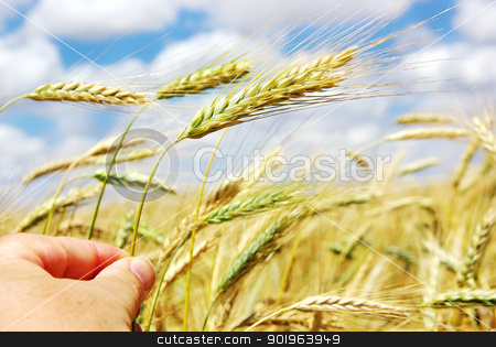 To use this stock image in your creative project, please select the size you need over to the right and click the "Add to Cart" button.
Your downloaded image will come with the Cutcaster watermark removed so don’t worry about the watermark you see on this page. Hand with spike of wheat stock photo, Hand with spike of wheat by Inacio Pires