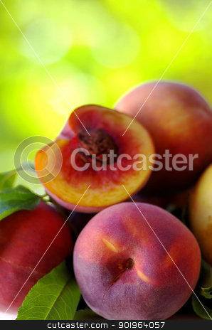 To use this stock image in your creative project, please select the size you need over to the right and click the "Add to Cart" button.
Your downloaded image will come with the Cutcaster watermark removed so don’t worry about the watermark you see on this page. Ripe peaches stock photo, Ripe peaches on green background by Inacio Pires