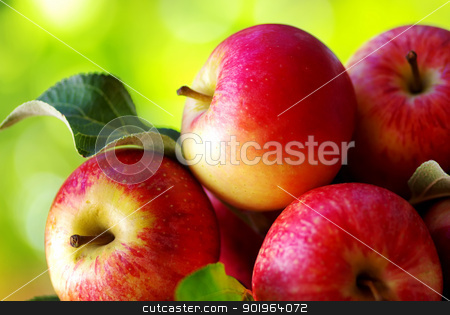 To use this stock image in your creative project, please select the size you need over to the right and click the "Add to Cart" button.
Your downloaded image will come with the Cutcaster watermark removed so don’t worry about the watermark you see on this page. ripe red apples on table stock photo, ripe red apples on table, green background by Inacio Pires