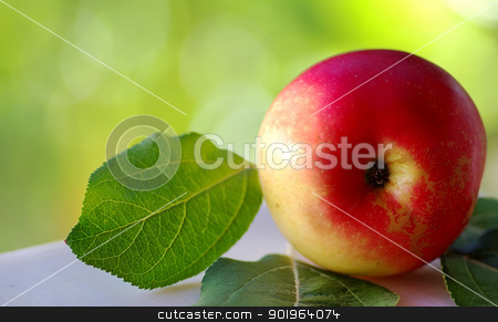 To use this stock image in your creative project, please select the size you need over to the right and click the "Add to Cart" button.
Your downloaded image will come with the Cutcaster watermark removed so don’t worry about the watermark you see on this page. Closeup of red apple stock photo, Closeup of red apple on green background by Inacio Pires