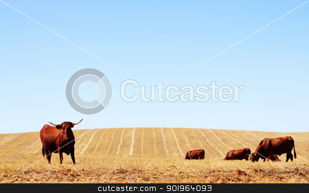 To use this stock image in your creative project, please select the size you need over to the right and click the "Add to Cart" button.
Your downloaded image will come with the Cutcaster watermark removed so don’t worry about the watermark you see on this page. Cows in dry field stock photo, Cows in dry field by Inacio Pires