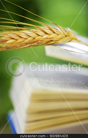 To use this stock image in your creative project, please select the size you need over to the right and click the "Add to Cart" button.
Your downloaded image will come with the Cutcaster watermark removed so don’t worry about the watermark you see on this page. wheat spike on open book stock photo, wheat spike on open book by Inacio Pires