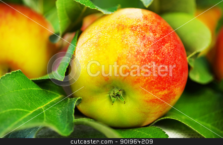 To use this stock image in your creative project, please select the size you need over to the right and click the "Add to Cart" button.
Your downloaded image will come with the Cutcaster watermark removed so don’t worry about the watermark you see on this page. ripe red apple on table, green leaves stock photo, ripe red apple on table, green leaves by Inacio Pires