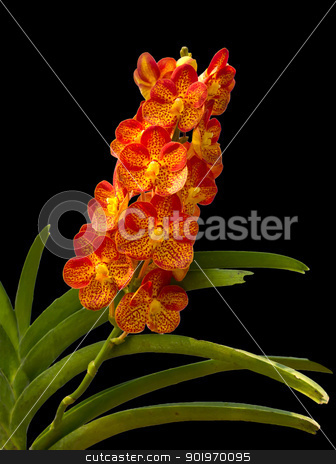 To use this stock image in your creative project, please select the size you need over to the right and click the "Add to Cart" button.
Your downloaded image will come with the Cutcaster watermark removed so don’t worry about the watermark you see on this page. Orange Orchid stock photo, Beautiful Orange and Red Phalaenopsis Orchid on black background by stoonn