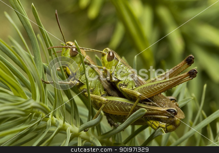 To use this stock image in your creative project, please select the size you need over to the right and click the "Add to Cart" button.
Your downloaded image will come with the Cutcaster watermark removed so don’t worry about the watermark you see on this page. two green locust stock photo, two green locust in nature, macro shot by Grafvision