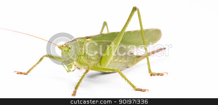 To use this stock image in your creative project, please select the size you need over to the right and click the "Add to Cart" button.
Your downloaded image will come with the Cutcaster watermark removed so don’t worry about the watermark you see on this page. green locust stock photo, green locust isolated on white background by Grafvision