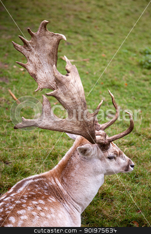 To use this stock image in your creative project, please select the size you need over to the right and click the "Add to Cart" button.
Your downloaded image will come with the Cutcaster watermark removed so don’t worry about the watermark you see on this page. male fallow deer stock photo, male fallow deer lying in the grass by anton havelaar