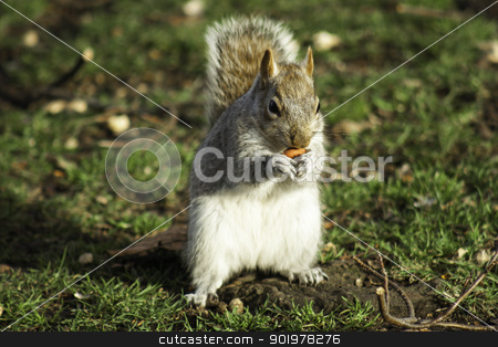 To use this stock image in your creative project, please select the size you need over to the right and click the "Add to Cart" button.
Your downloaded image will come with the Cutcaster watermark removed so don’t worry about the watermark you see on this page. Squirrel foraging for nuts stock photo, Closeup frontal view of an adult squirrel foraging for nuts sitting upright with one in its paws by Joshua Hilton