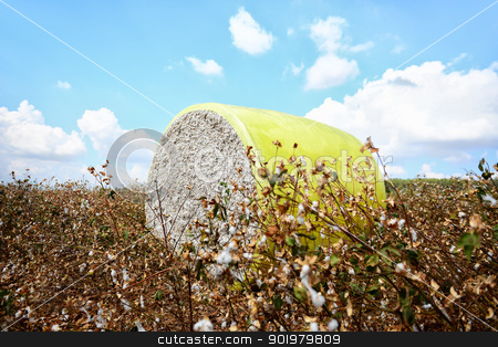 To use this stock image in your creative project, please select the size you need over to the right and click the "Add to Cart" button.
Your downloaded image will come with the Cutcaster watermark removed so don’t worry about the watermark you see on this page. Cotton module stock photo, Cotton module. Harvesting in cotton fields. by lermannika
