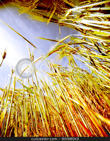To use this stock image in your creative project, please select the size you need over to the right and click the "Add to Cart" button.
Your downloaded image will come with the Cutcaster watermark removed so don’t worry about the watermark you see on this page. wheat field stock photo, Close up image of wheat field against the sky by carloscastilla