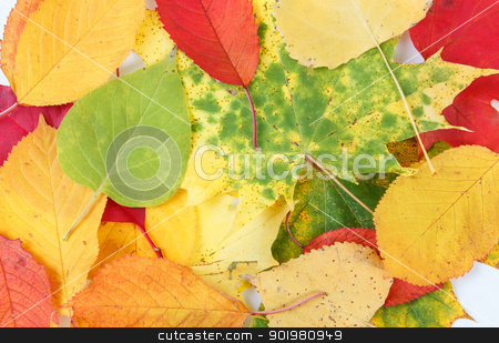 To use this stock image in your creative project, please select the size you need over to the right and click the "Add to Cart" button.
Your downloaded image will come with the Cutcaster watermark removed so don’t worry about the watermark you see on this page. Color composition from autumn leaves stock photo, Color composition from autumn leaves for background or backdrop by Artush