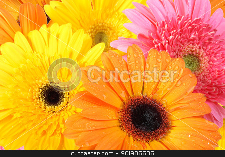 To use this stock image in your creative project, please select the size you need over to the right and click the "Add to Cart" button.
Your downloaded image will come with the Cutcaster watermark removed so don’t worry about the watermark you see on this page. Background of flowers stock photo, Abstract background of flowers with dew for your design. Close-up. Studio photography. by Andrey Khritin